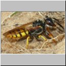 Philanthus triangulum - Bienenwolf w37d beim Nestbau - Sandgrube Niedringhaussee.jpg